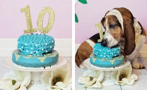 I Gave My Basset Hound A Cake For Her 10th Birthday... And She Smashed It!