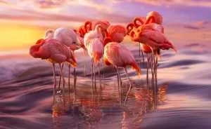 84 Gorgeous Flamingo Pics To Celebrate Pink Flamingo Day