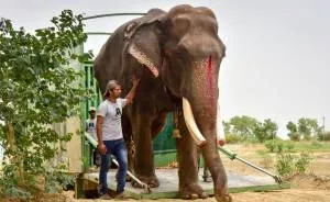 Elephant, Who Was Abused For 50 Years And Lived In Chains, Is Finally Freed By Wildlife Sos