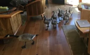 My Parents Have Lived In Their Home For Over 10 Years, This Was The First Time Anything Like This Had Happened