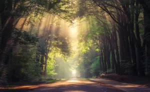 Collection Of Amazing Sunrays In The Forest In The Netherlands