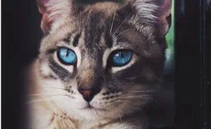 I Photographed Homeless Cats In A Rescue Center That Nobody Wants