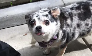 A Fat Chihuahua's Weight Loss Mission