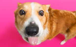 I Photographed Special Needs Corgis To Help Them Get Adopted