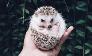Meet Pokey, My First Hedgehog Pet