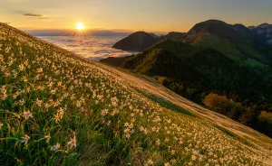I Photographed Daffodils On The Slopes Of Mt. Golica