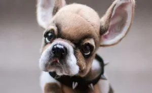 I Create Unique And Completely Handmade Dogs