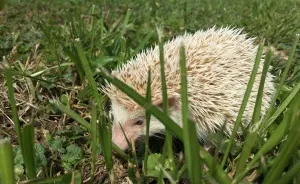 I Run A Small Animal Rescue For Over Sixty Animals
