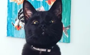 Meet Inky, The Kitten With No Eyelids
