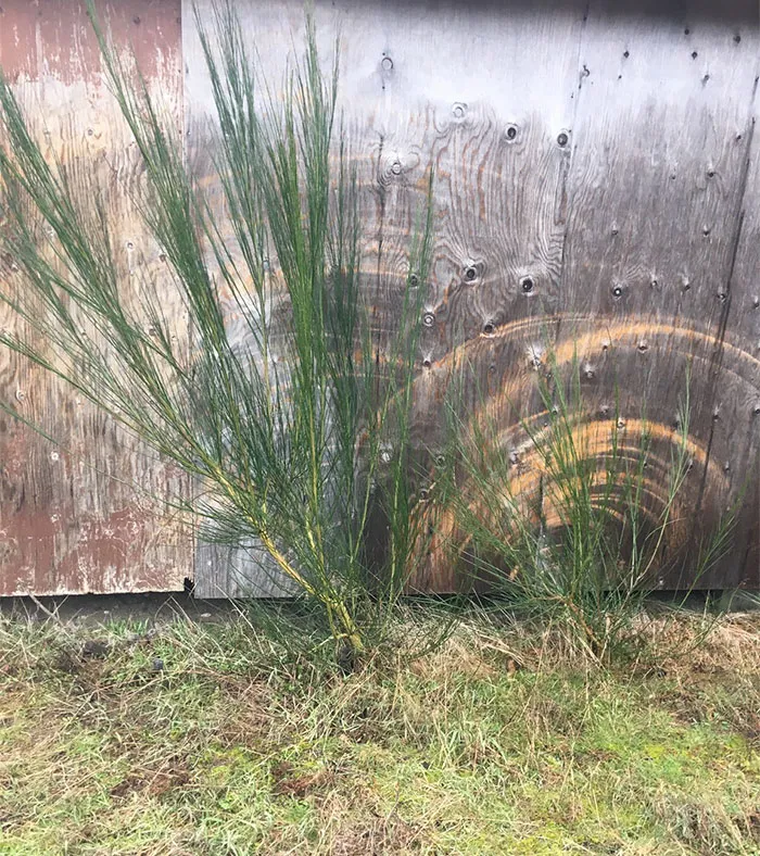 El viento ha movido tanto estas plantas que han desgastado la madera de la valla