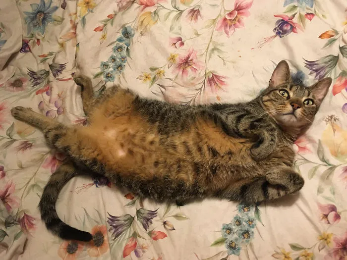 Timon Loves Flashing His Fluffy  Tummy!