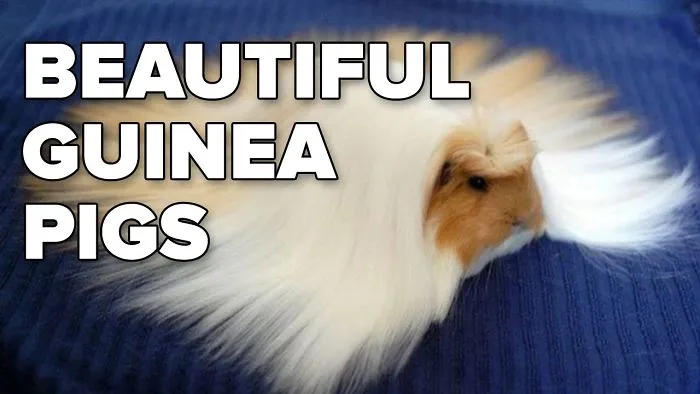 These Are The Most Majestic Guinea Pigs You'll Ever See