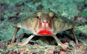 13 Strangest Animals That Will Totally Blow Your Mind