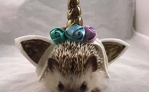 Be A Unicorn On Your Birthday!
