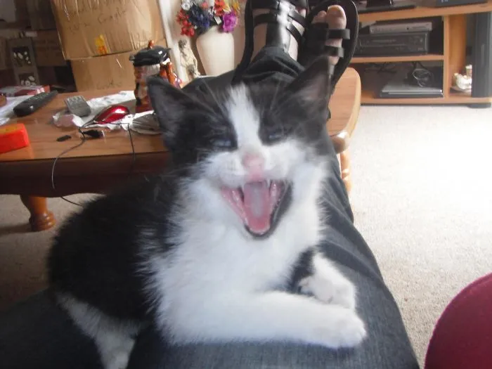 Vampire Kitty