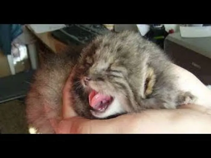Russian Farmer Rescued Four Strange Kittens But Soon He Realized That They Weren’t Actually Kittens