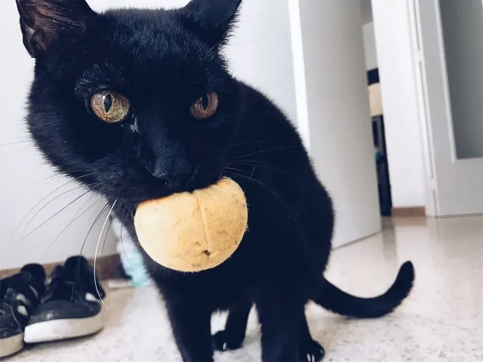 My Cat Loves This Orange Toy So Much That He Tries To Shag It Everynight. He Is Castrated.