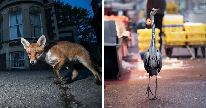 This Photographer Shoots Wildlife In European Cities