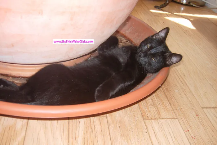 Are You Comfy? (terra Catta :)