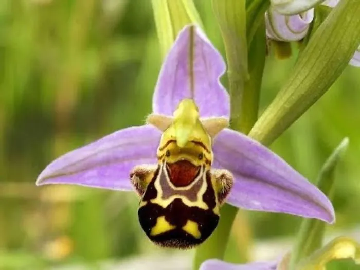 Objects That Look Really Happy