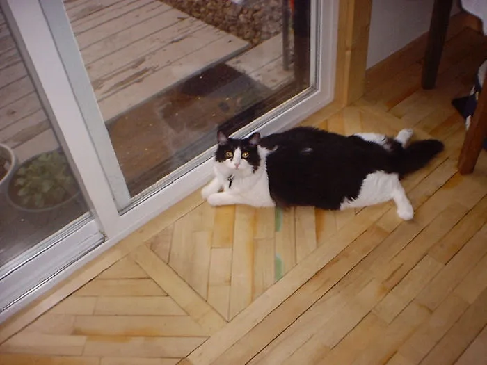 This Is How Tuffy, A 26lb Cat, Would Bird Watch. He Thought They Couldn't See Him.