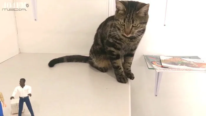 Cat Knocking Stuff Over