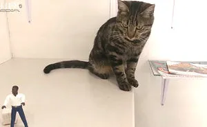 Cat Knocking Stuff Over
