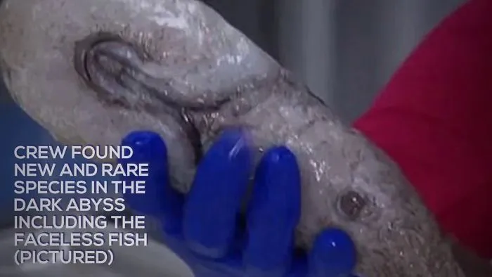 Under The Sea: Melbourne Researchers Found The 'Weirdest' Creatures Living 4km Underwater