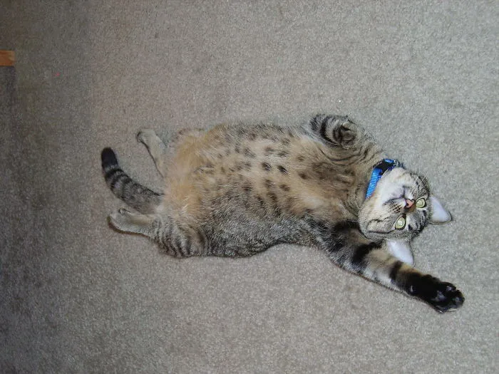 She Thinks She's A Dog. When She Wants A Belly Rub, She Will Assume The Position By Your Feet.
