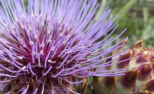 I Love To Photograph The Beauty Of Small Things In Nature
