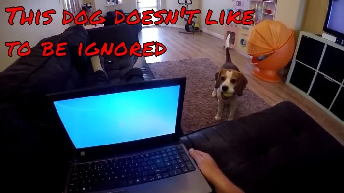 Funny Dog Doesn't Like To Be Ignored