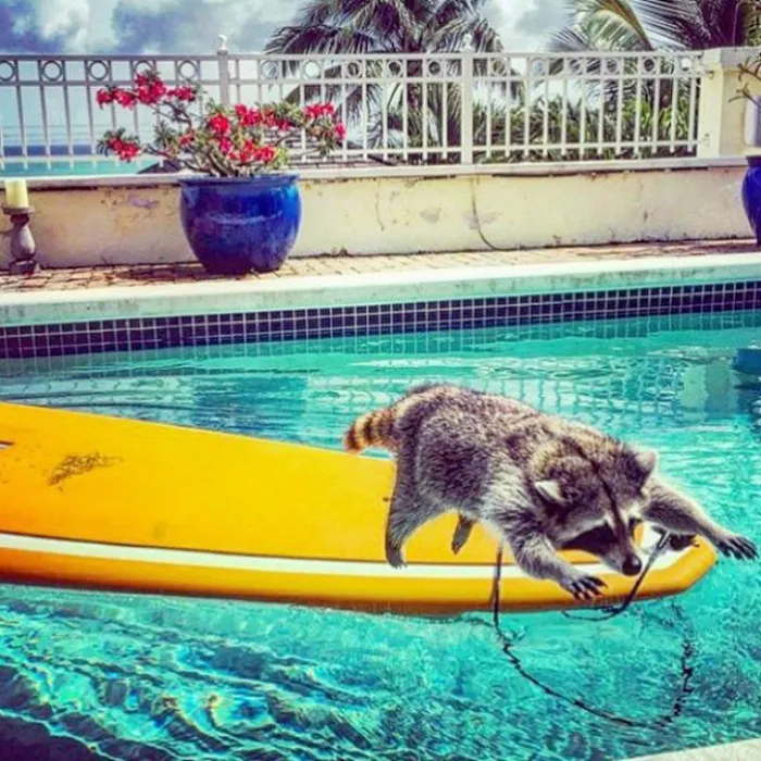86 Trash Panda Pics That Prove They're The Cutest Animal In The World