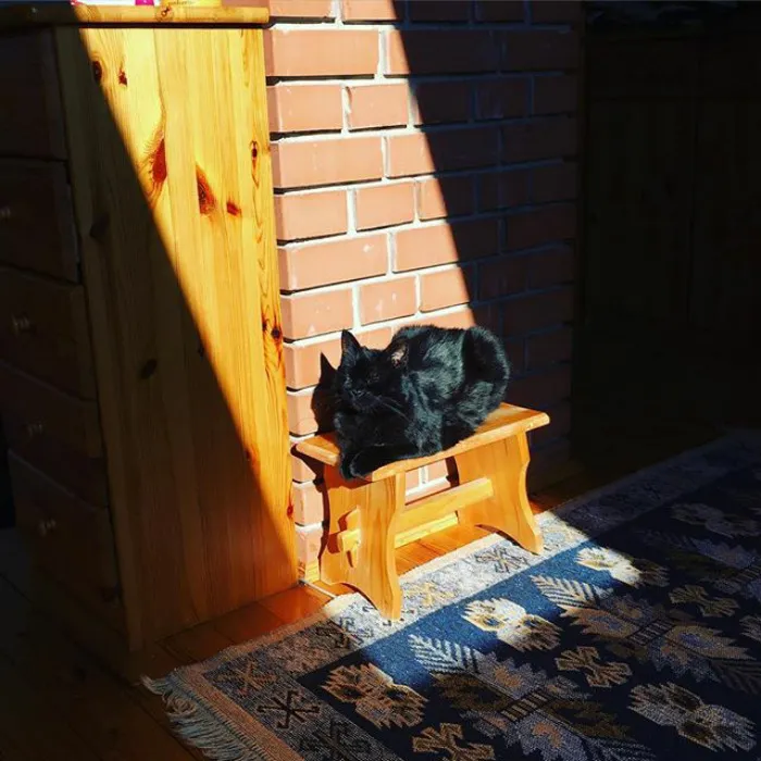 Blessed Cat