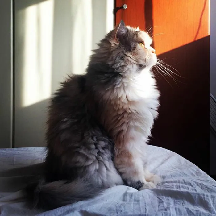 Miss Whiskers