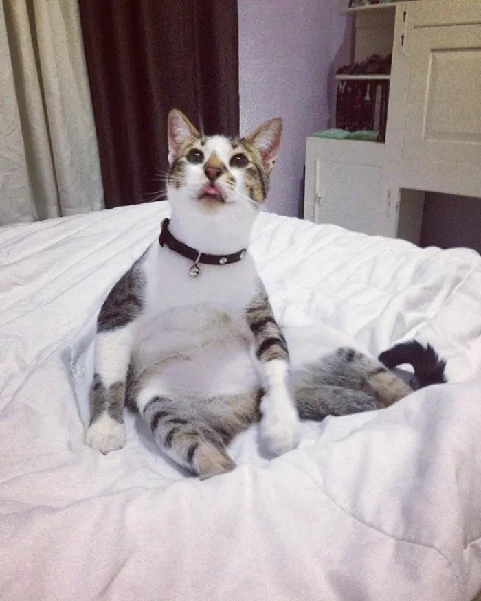 Cat On Catnip