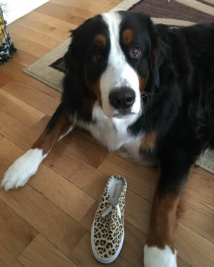 I Swear The Shoe Was Here When I Laid Down Ma