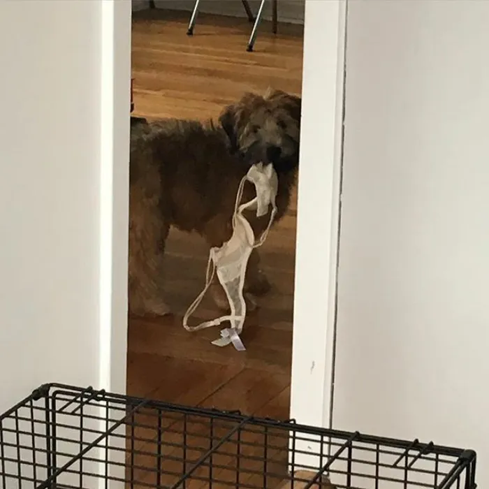 Caught Red Pawed
