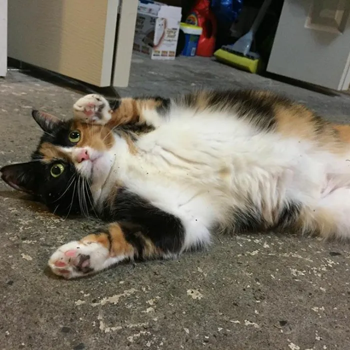 Mommy Gave Me Some Catnip And I'm Magically Not Afraid Of The Fan Anymore