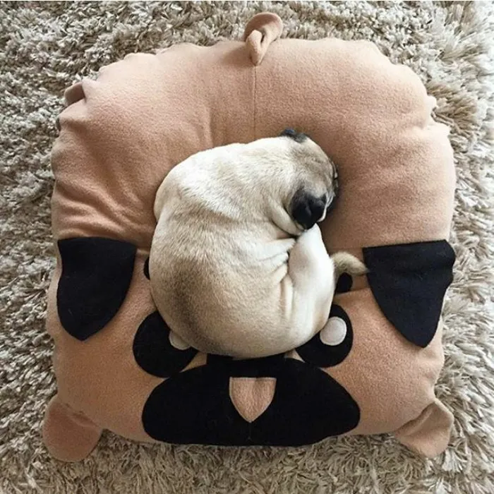 These Pugs Have The Hardest Job