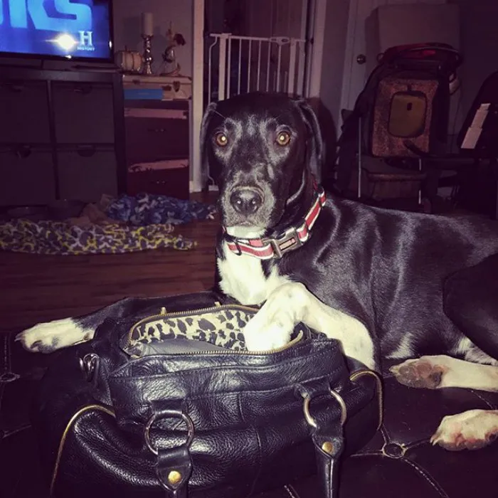 My Good Boy, Gaston Has Turned To A Life Of Crime. He Was Caught Red Pawed Sneaking Into