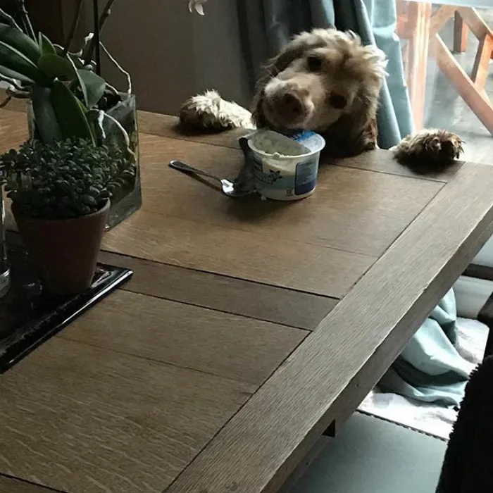 Caught Red Handed Eating The Cottage Cheese