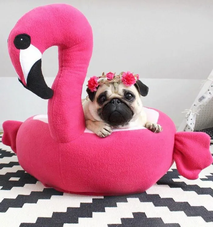 These Pugs Have The Hardest Job