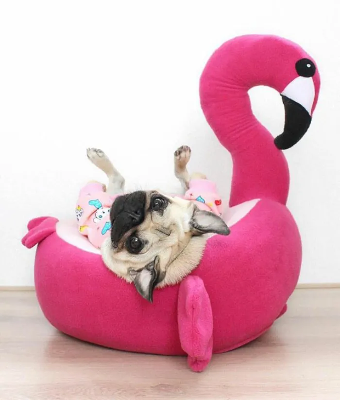 These Pugs Have The Hardest Job