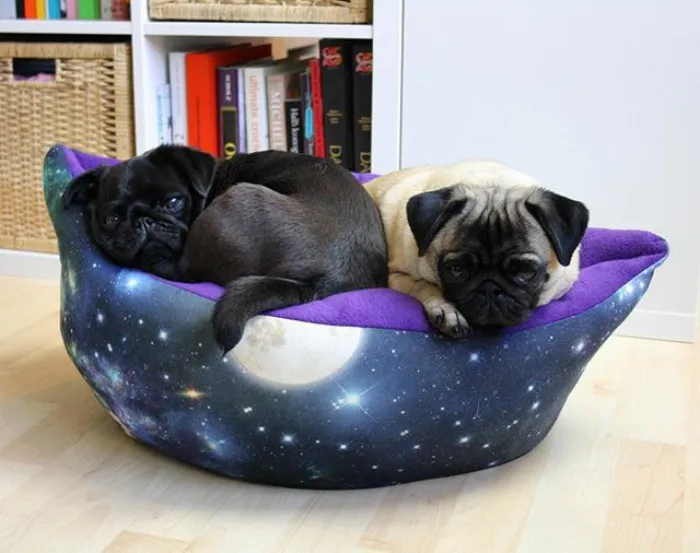 These Pugs Have The Hardest Job