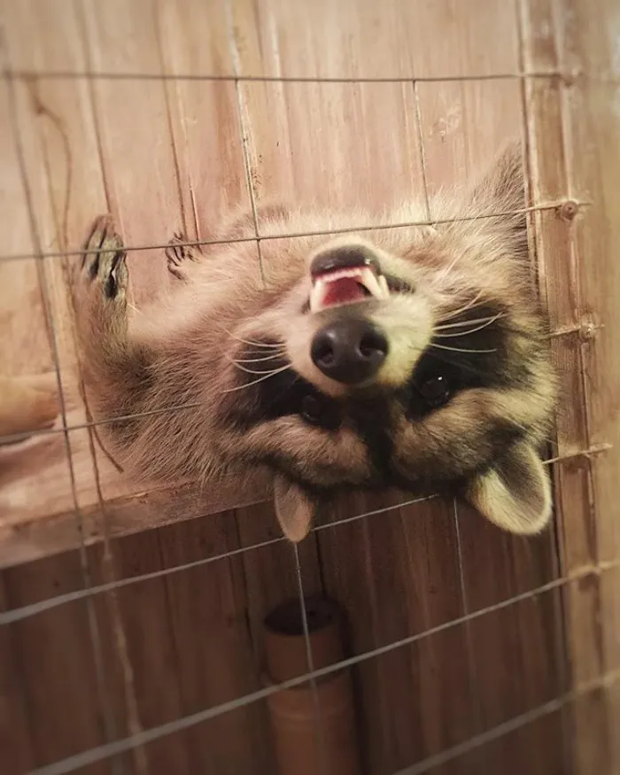 86 Trash Panda Pics That Prove They're The Cutest Animal In The World