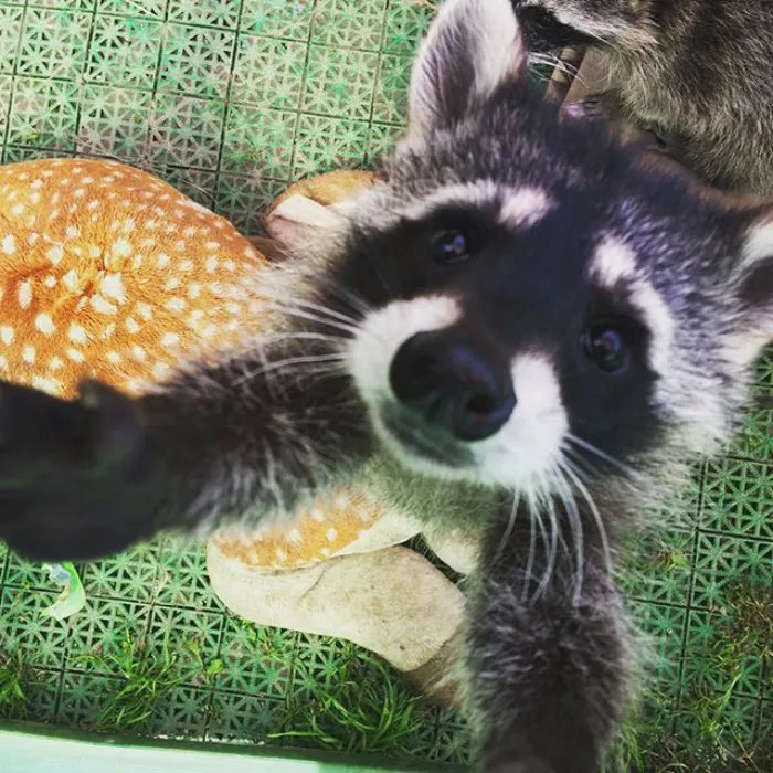 86 Trash Panda Pics That Prove They're The Cutest Animal In The World