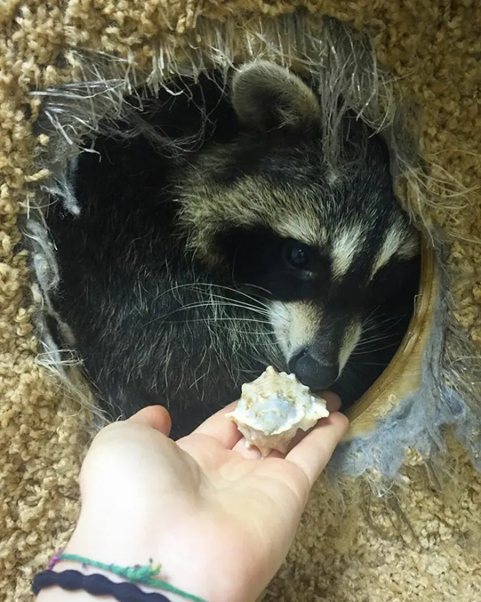 86 Trash Panda Pics That Prove They're The Cutest Animal In The World