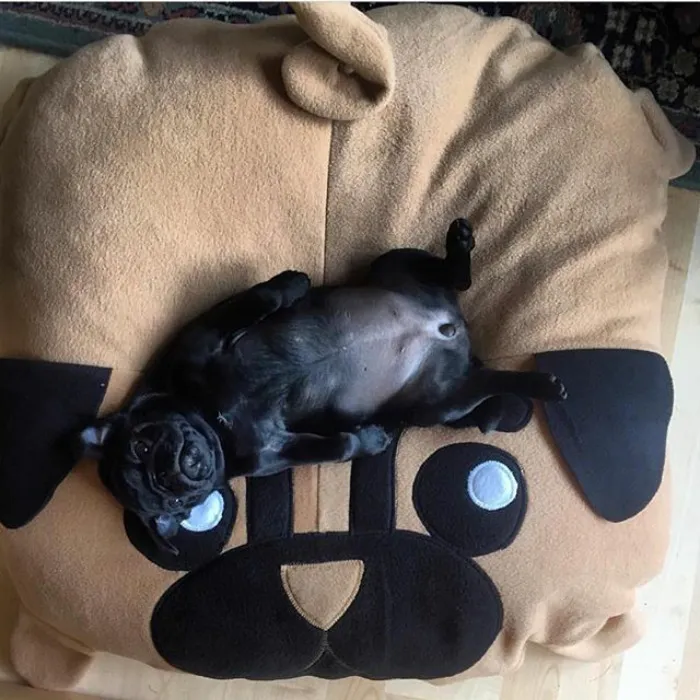 These Pugs Have The Hardest Job