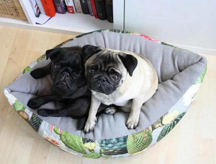 These Pugs Have The Hardest Job