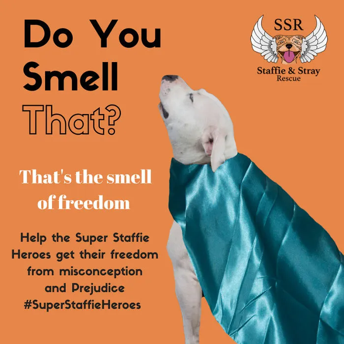 Super Staffie Heroes! Meet The Dogs Set Out To Make A Difference.